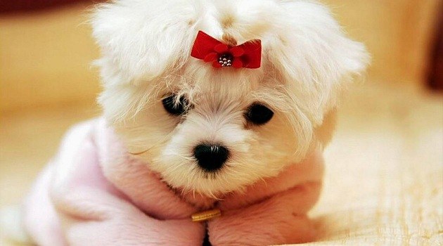 Beauty Parlours For Cats And Dogs In Wroclaw Www Wroclaw Pl
