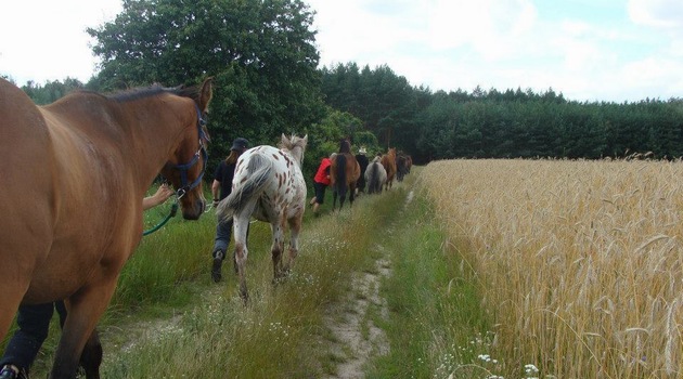 pferde aus tierheim pferde aus tierheim