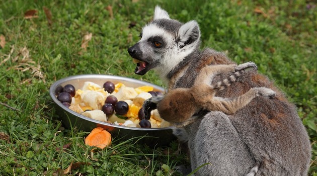 Top ten best animals in zoo | www.wroclaw.pl