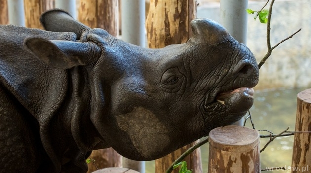 Top ten best animals in zoo | www.wroclaw.pl