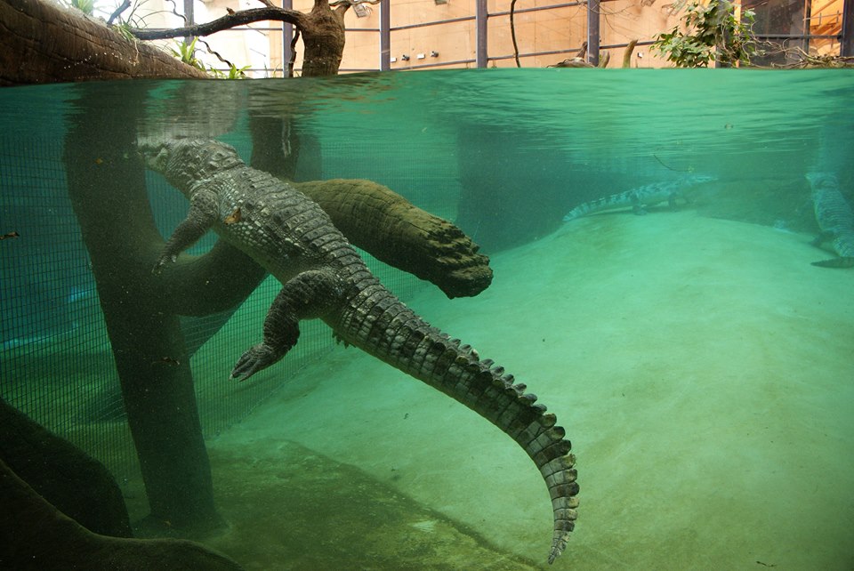 Afrykarium Wrocław- pierwszy hipopotam i krokodyle | www.wroclaw.pl