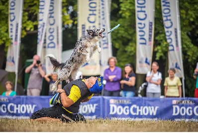 Zawody latających psów Dog Chow Disc Cup