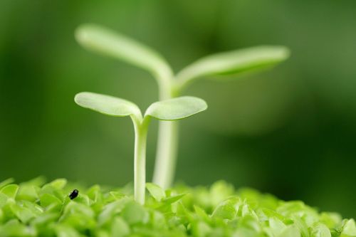 Germination / Kiełkowanie: Instalacja – pokaz dźwiękowy na palcu Wolności