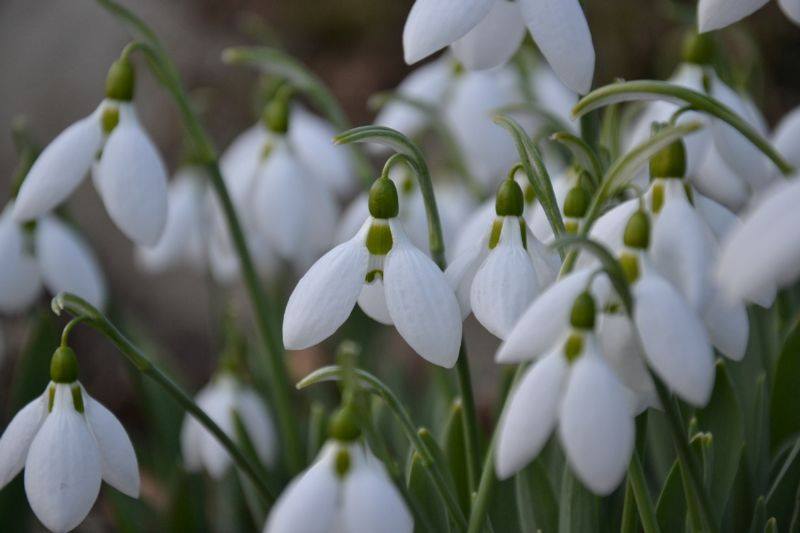Ogród Botaniczny otwiera się po zimie
