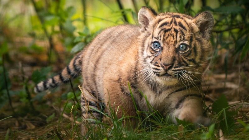 W Zoo Wrocław urodził się tygrys sumatrzański [ZDJĘCIA, WIDEO] | www