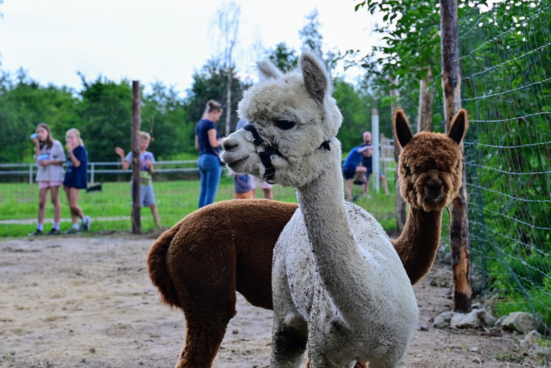 Ranczo Yellowstone, to nowe miejsce na rodzinną rozrywkę we Wrocławiu