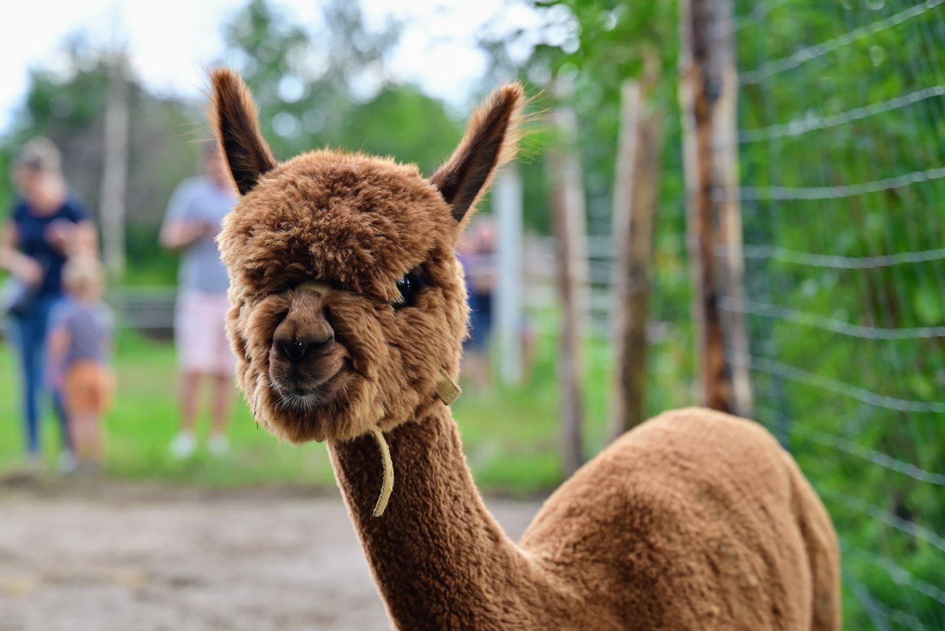 Ranczo Yellowstone, to nowe miejsce na rodzinną rozrywkę we Wrocławiu