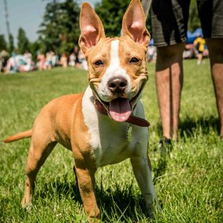 Zdjęcie wydarzenia V Piknik Adopciaka GRUPY RATUJ