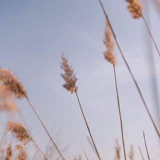 Zdjęcie wydarzenia Spacer po Wrocławskich Polach Irygacyjnych