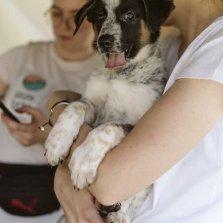 Zdjęcie wydarzenia V Piknik Adopciaka GRUPY RATUJ