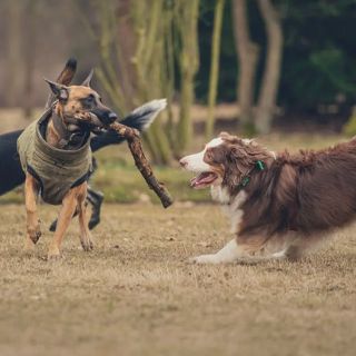 Zdjęcie wydarzenia Skuteczna pomoc w pracy z psem agresywnym, lękowym, po przejściach