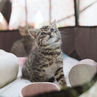 Zdjęcie wydarzenia V Piknik Adopciaka GRUPY RATUJ