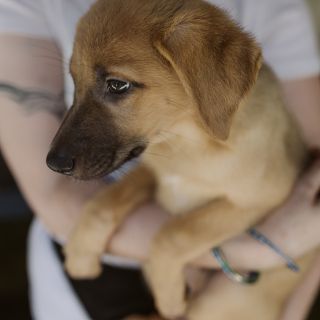 Zdjęcie wydarzenia V Piknik Adopciaka GRUPY RATUJ