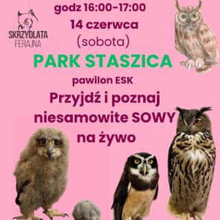 Zdjęcie wydarzenia Spotkanie z sowami w Parku Staszica