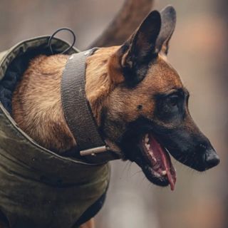 Zdjęcie wydarzenia Skuteczna pomoc w pracy z psem agresywnym, lękowym, po przejściach