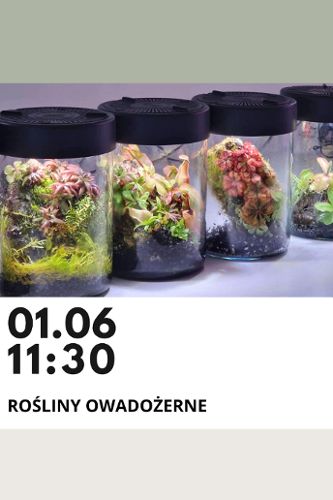 Zdjęcie wydarzenia Rośliny owadożerne – terrarium warsztaty dla dzieci i dorosłych