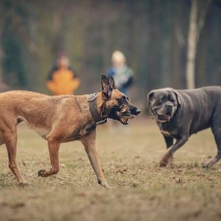Zdjęcie wydarzenia Skuteczna pomoc w pracy z psem agresywnym, lękowym, po przejściach