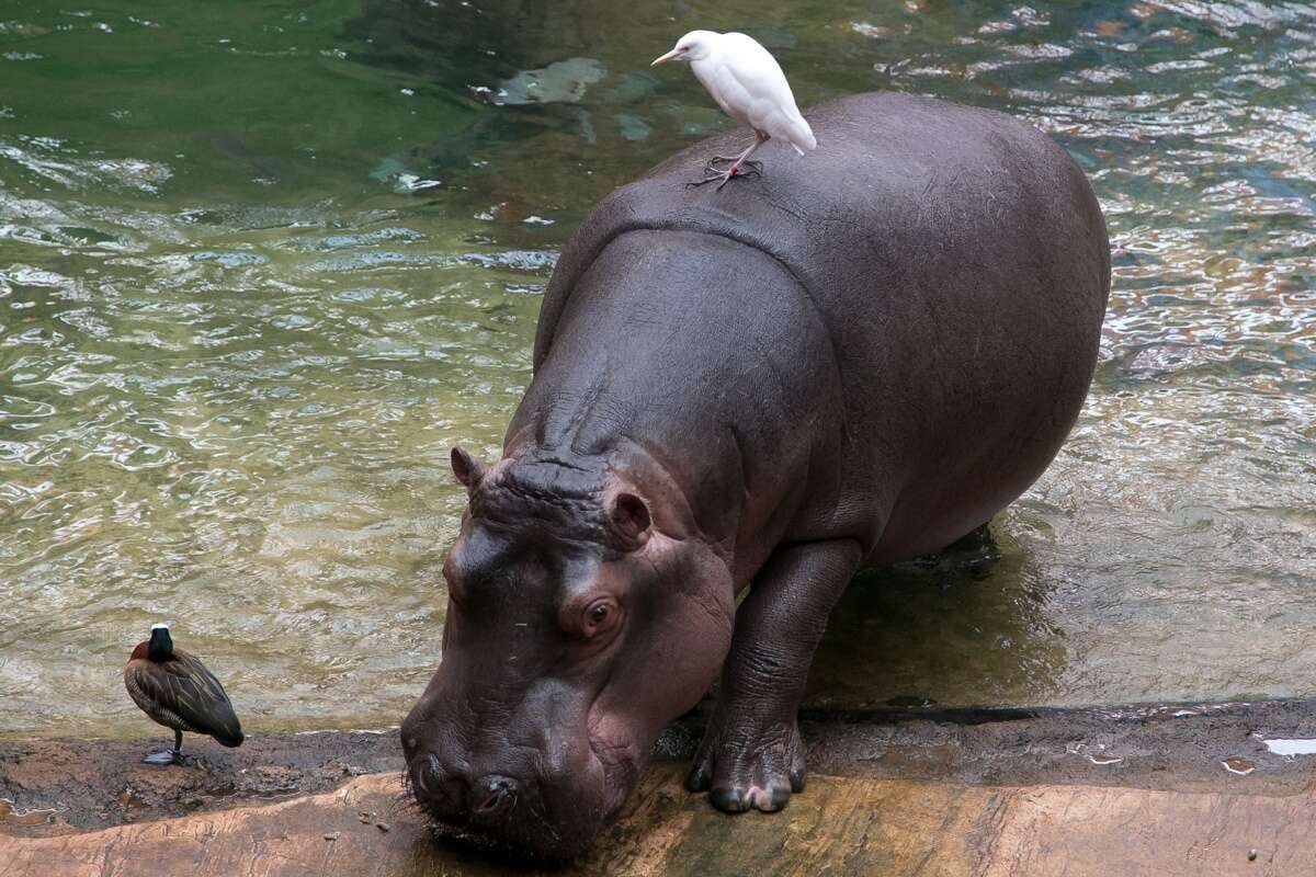 Powiększ obraz: Wrocławskie zoo. Na zdjęciu hipopotam