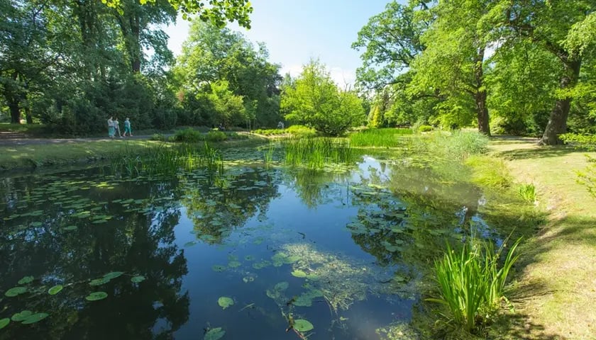 Powiększ obraz: Park Krzycki.