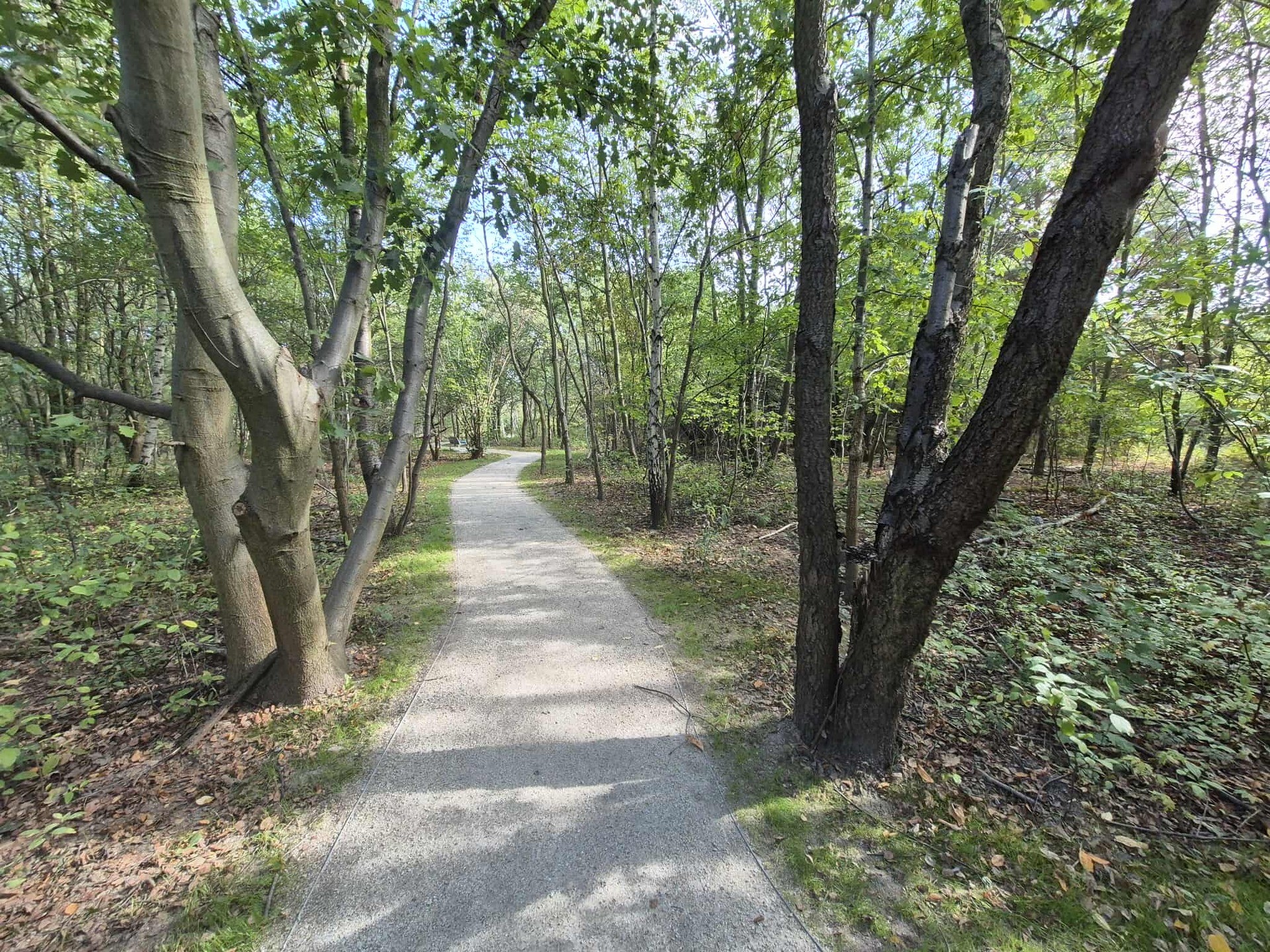 Powiększ obraz: Ścieżka wśród drzew. Nowa nawierzchnia na alejkach w Parku Maślickim.