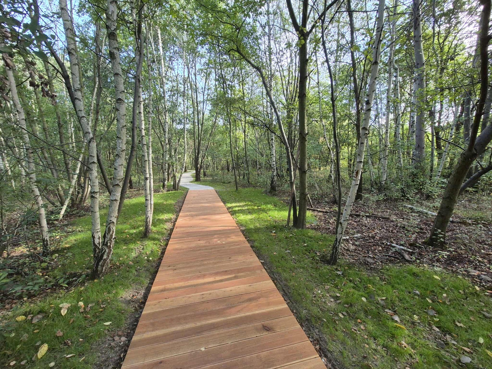 Powiększ obraz: Ścieżka wśród drzew. Nowa nawierzchnia na alejkach w Parku Maślickim.