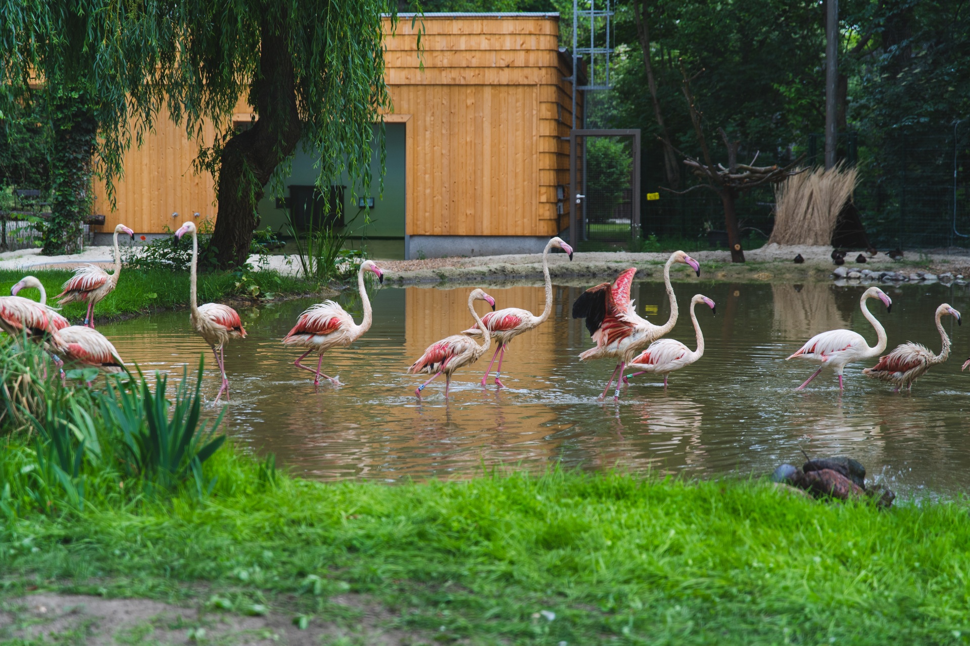 Powiększ obraz: Flamingi we wrocławskim zoo.