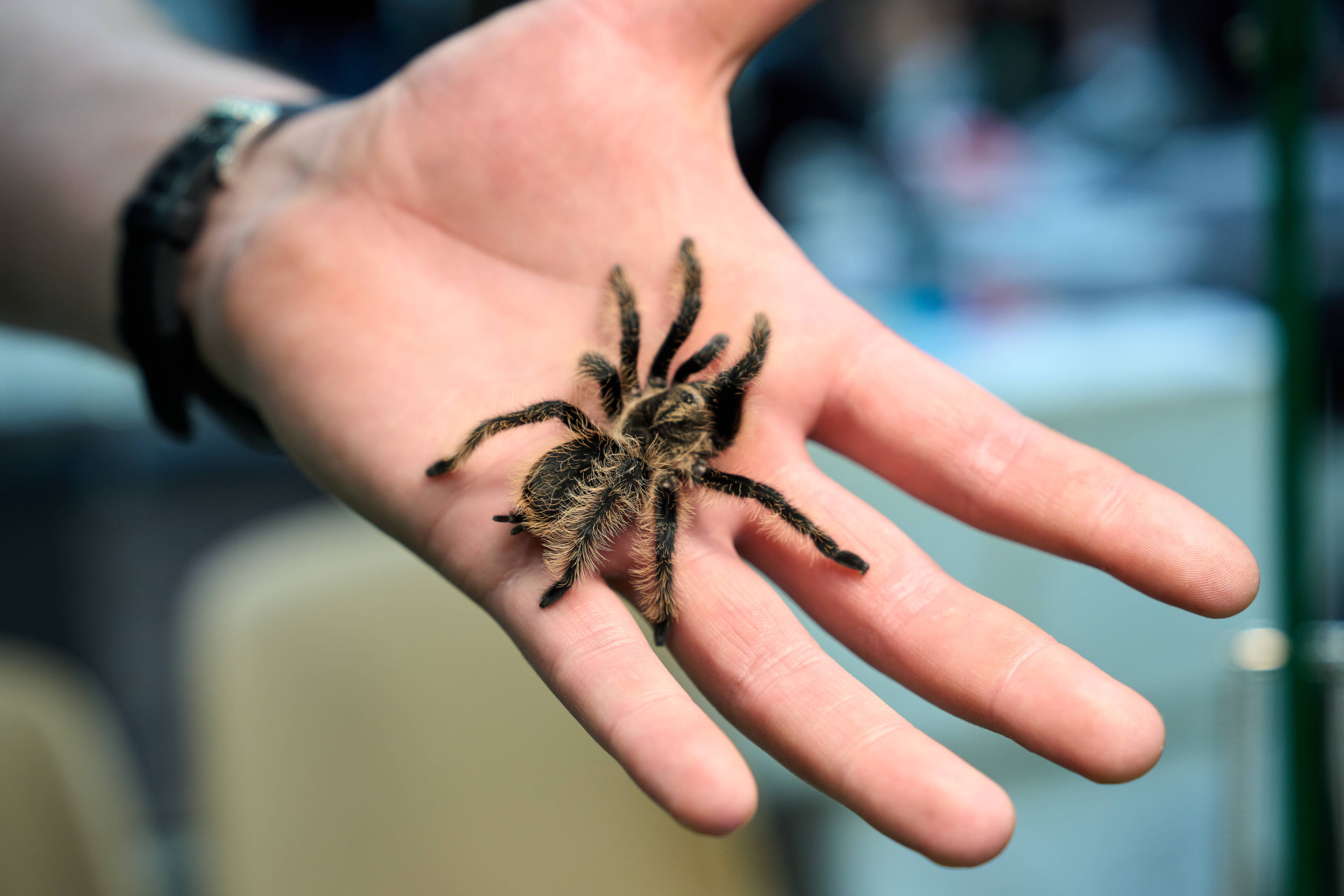 Powiększ obraz: Targi Zooegzotyka w Hali Orbita