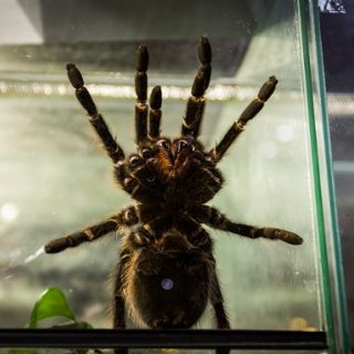 Ausstellung der exotischen Tiere  ZOO Team