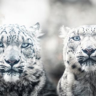 Zdjęcie wydarzenia ZOOkochaj się w zoo – bilety dla dwojga, konkurs i liczne atrakcje na walentynki