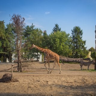 Zoo Wroclaw