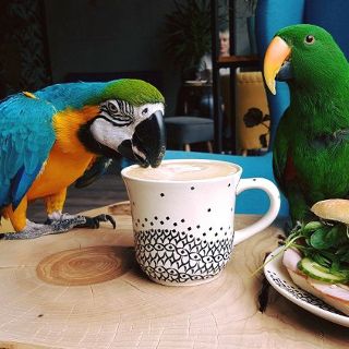 Parrot Coffee