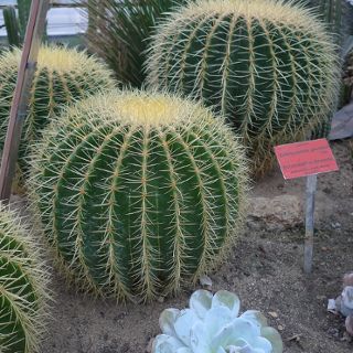 Zdjęcie wydarzenia Botanischer Garten Saison 2020 – Betriebszeiten