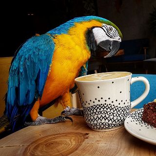 Parrot Coffee