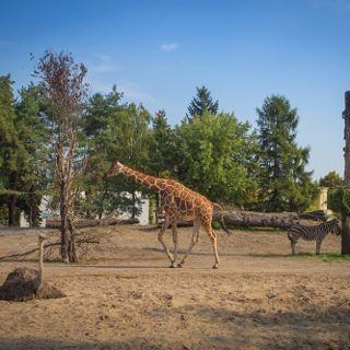 Zdjęcie wydarzenia Zoo Wrocław ab dem 21. Mai wiedergeöffnet