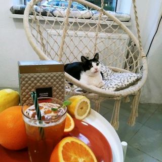 KOTON Katzencafé