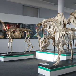 Zdjęcie wydarzenia Muzeum Przyrodnicze