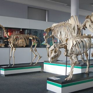 Naturkundemuseum der Universität Wrocław