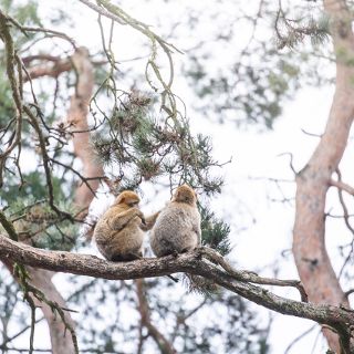 Zdjęcie wydarzenia ZOOkochaj się w zoo – bilety dla dwojga, konkurs i liczne atrakcje na walentynki