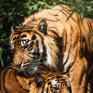 Zdjęcie wydarzenia ZOOkochaj się w zoo – bilety dla dwojga, konkurs i liczne atrakcje na walentynki
