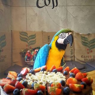 Parrot Coffee