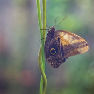 Zdjęcie wydarzenia Wroclaw Zoo reopens from May 21