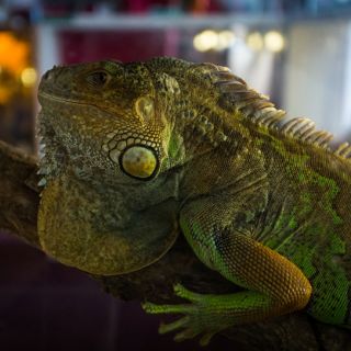 Ausstellung der exotischen Tiere  ZOO Team