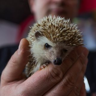 Ausstellung der exotischen Tiere  ZOO Team