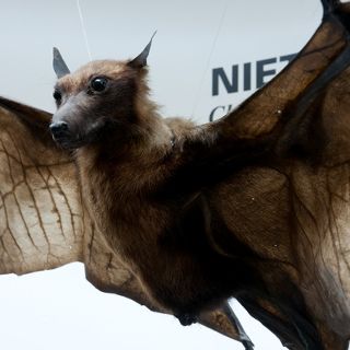 Naturkundemuseum der Universität Wrocław