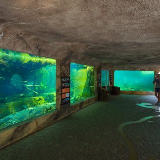 Zdjęcie wydarzenia El zoológico de Breslavia reabrió sus puertas el 21 de mayo