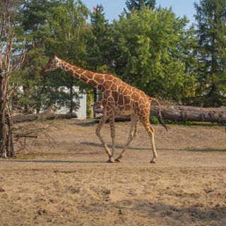 Zdjęcie wydarzenia Zoo Wrocław ab dem 21. Mai wiedergeöffnet