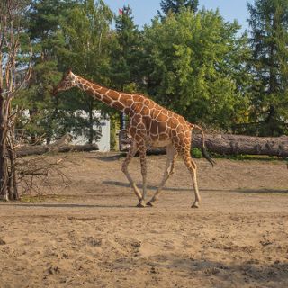 Zdjęcie wydarzenia El zoológico de Breslavia reabrió sus puertas el 21 de mayo