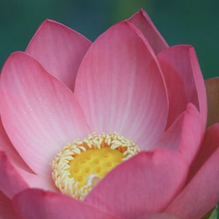 Zdjęcie wydarzenia IV Festiwal jogi w Ogrodzie Botanicznym