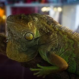 Wystawa Zwierząt Egzotycznych ZOO TEAM