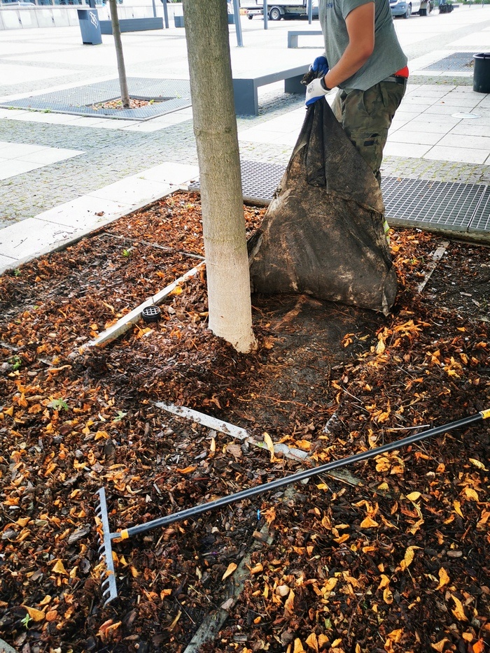 Plac Nowy Targ: nowe zielone ściany i dżdżownice na ratunek kasztanowcom